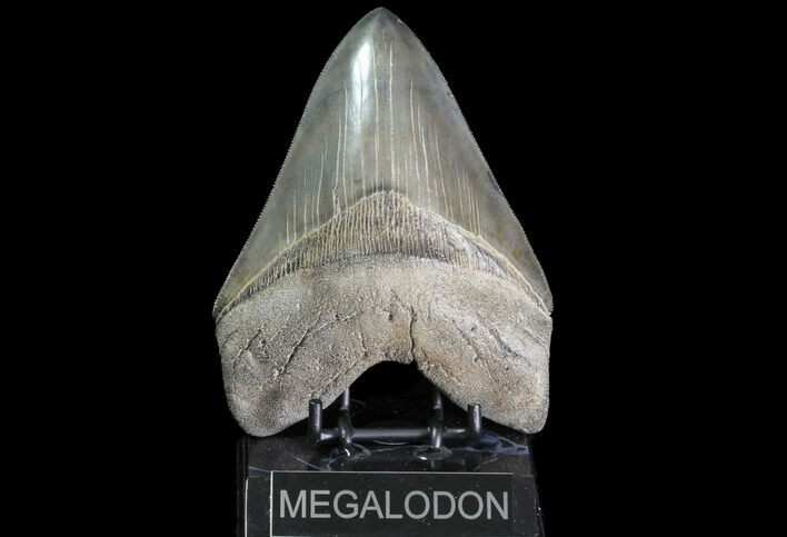 Serrated, Fossil Megalodon Tooth - Collector Quality! #76660